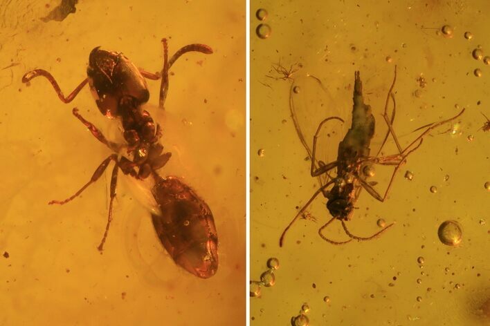 Fossil Ant, Fly & Wasp In Baltic Amber #84664